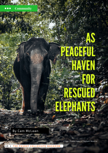 54 L-Elephant1
